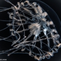 Hydrozoa (hydroids)