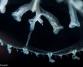 Hydrozoa (hydroids)