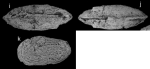 Holotype of Neomonoceratina iwasakii Tanaka, Henmi, Komatsu, Hirose, Ugai, Kawano & Maeda, 2018