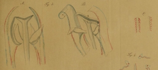 Callianira heteroptera Chamisso & Eysenhardt, 1821 original figure