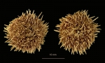 Pseudechinus magellanicus