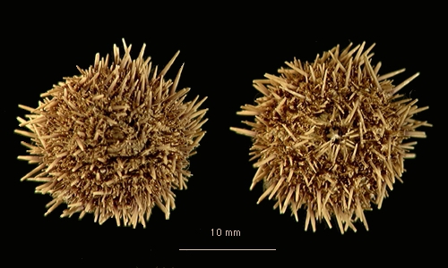 Pseudechinus magellanicus Pseudechinus magellanicus