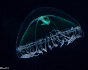 Laodicea undulata, medusa, 4mm, Florida, western Atlantic