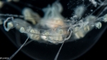 Melicertissa mayeri, medusa, 10mm, Florida, western Atlantic