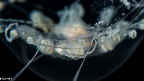 Melicertissa mayeri, medusa, 10mm, Florida, western Atlantic