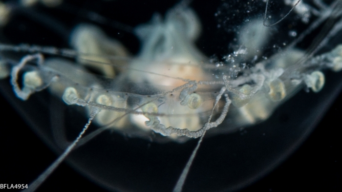Melicertissa mayeri, medusa, 10mm, Florida, western Atlantic Melicertissa mayeri, medusa, 10mm, Florida, western Atlantic