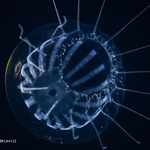 Hydrozoa (hydroids)