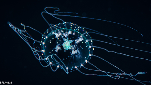 Proboscidactyla gemmifera, diameter 3 mm, Gulf Stream off Florida, USA