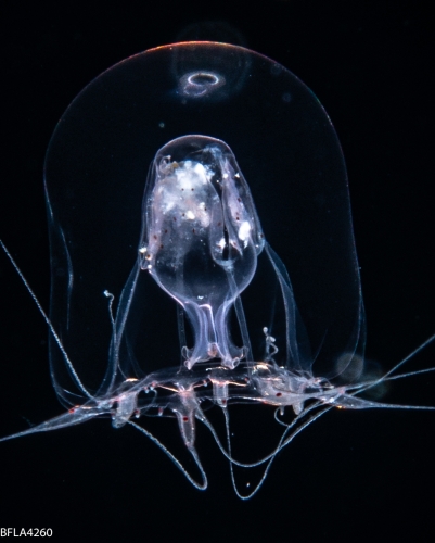 Pandeopsis prolifera, size 5 mm, Gulf Stream off Florida, USA