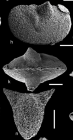 Holotype of Aechmina akumame Stocker, Komatsu, Tanaka, Williams, Siveter, Bennett, Wallis, Oji, Maekawa, Okura & Vandenbroucke, 2017