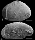 Holotype of Healdia mizuboradanensis Stocker, Komatsu, Tanaka, Williams, Siveter, Bennett, Wallis, Oji, Maekawa, Okura & Vandenbroucke, 2017