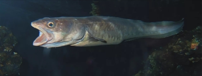 Genypterus capensis Genypterus capensis