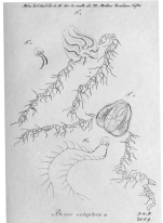 Beroe octoptera, original illustration from Mertens