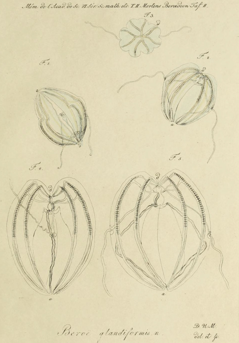 Beroe glandiformis original figure from Mertens Beroe glandiformis original figure from Mertens