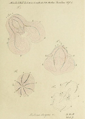 Bolina elegans original figure from Mertens