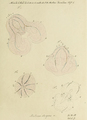 Ctenophora (sea gooseberries)