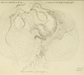 Leucothea formosa original figure from Mertens plate 2