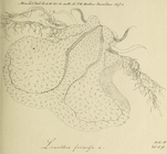 Leucothea formosa original figure from Mertens plate 3