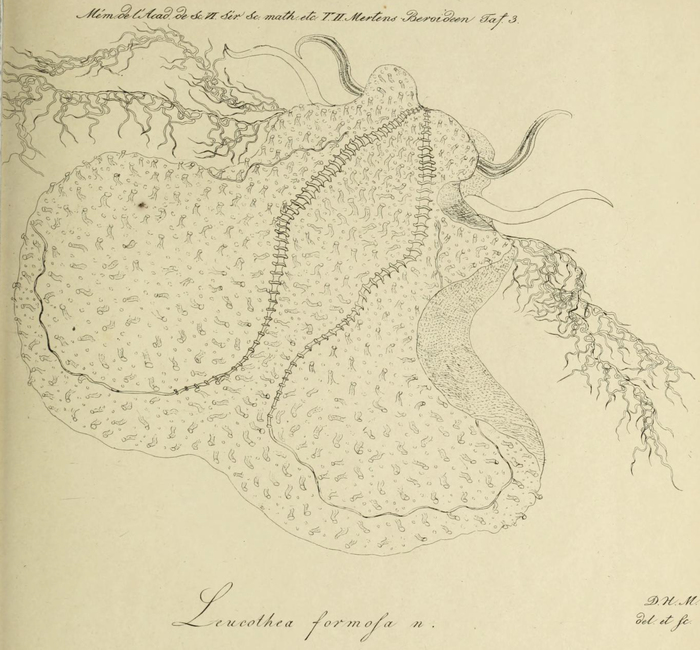 Leucothea formosa original figure from Mertens plate 3 Leucothea formosa original figure from Mertens plate 3