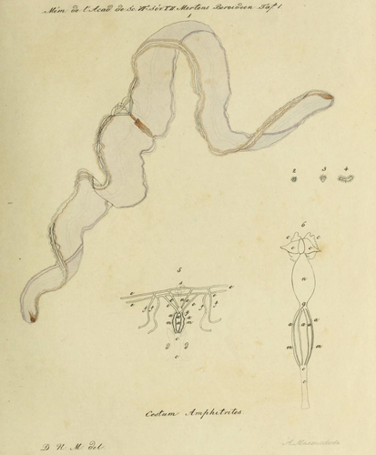 Cestum amphitrites original figure from Mertens