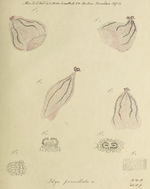 Idya penicillata original figure from Mertens