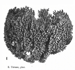 Scalarispongia lamarcki Van Soest, 2024