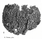 Scalarispongia lamarcki Van Soest, 2024