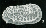 Bradleya labyrinthica Whatley, Downing, Kesler & Harlow, 1984: Holotype