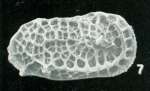 Holotype of Bradleya labyrinthica Whatley, Downing, Kesler & Harlow, 1984