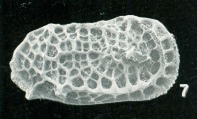 Holotype of Bradleya labyrinthica Whatley, Downing, Kesler & Harlow, 1984 Holotype of Bradleya labyrinthica Whatley, Downing, Kesler & Harlow, 1984