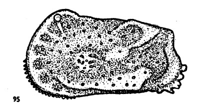 Holotype of Bradleya lactea pakaurangia Hornibrook, 1952 Holotype of Bradleya lactea pakaurangia Hornibrook, 1952
