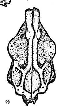 Holotype of Bradleya lactea pakaurangia Hornibrook, 1952