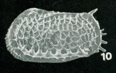 Bradleya lordhowensis Whatley, Downing, Kesler &amp; Harlow, 1984: Holotype