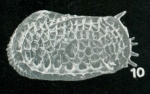 Bradleya lordhowensis Whatley, Downing, Kesler & Harlow, 1984: Holotype