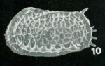 Holotype Bradleya lordhowensis Whatley, Downing, Kesler & Harlow, 1984
