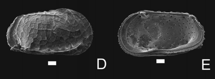 Bradleya majorani Bergue, Brandao &amp; Zerfass, 2019: Holotype