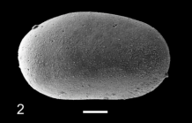 Holotype of Cytherella truncatoides Slipper, 2019