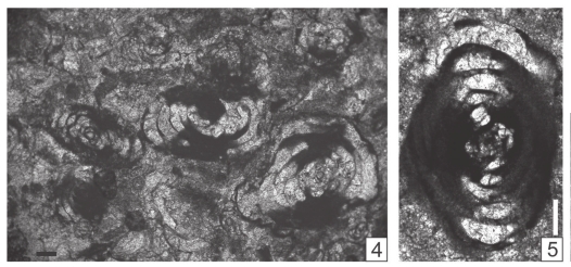 Multidiscella zaninettiae Vachard & Krainer, 2022 Multidiscella zaninettiae Vachard & Krainer, 2022