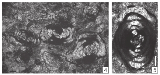 Multidiscella zaninettiae Vachard & Krainer, 2022