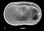 Cytherellidae