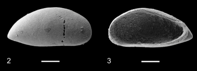 Holotype of Cardobairdia longitecta Slipper, 2019