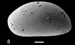Holotype of Pontocyprella robusta cometa Slipper, 2019