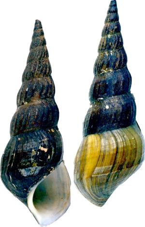 Melania varicosa Syntype ZMB 2226 Melania varicosa Syntype ZMB 2226