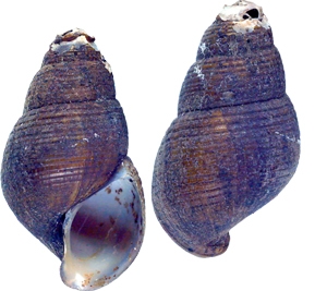 Paludomus exarata Syntype ZMB 30064