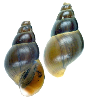 Cleopatra aurocincta Syntype ZMB 31155 Cleopatra aurocincta Syntype ZMB 31155