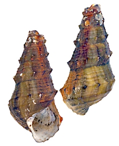 Melania indragirica Lectotype ZMB 51777 Melania indragirica Lectotype ZMB 51777