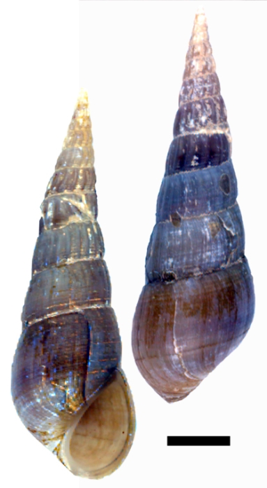 Melania uniformis var. crispulata Syntype ZMB 54362