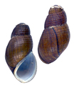 Mollusca (molluscs)