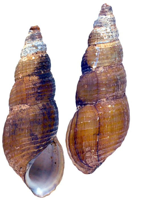 Melania multicincta Syntype ZMB 55608 Melania multicincta Syntype ZMB 55608