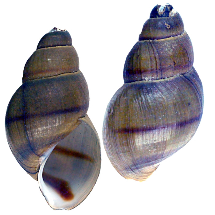 Melania paucicincta Syntype ZMB 55611